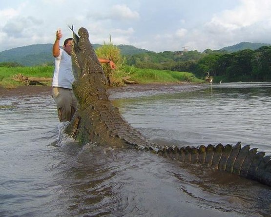 Crocodile 02